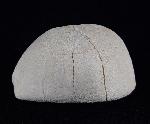 Hemipneustes striatoradiatus (LESKE 1778) - Bild © FossNet FossilienStore